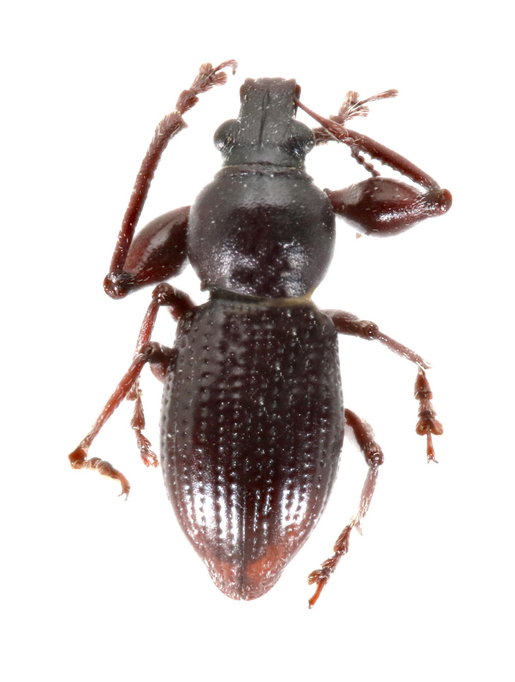 Galapaganus conwayensis Santa Cruz Island. Specimen housed in the ICCDRS collection (ICCDRS 10258). Photo: María Sol Herrera, CDF, 2024.